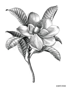 Bild på Antique engraving illustration of Magnolia flower twig black and white botanical clip art isolated on white background